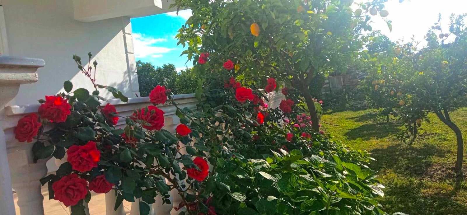 Helen Apartments Λούκοβο Εξωτερικό φωτογραφία
